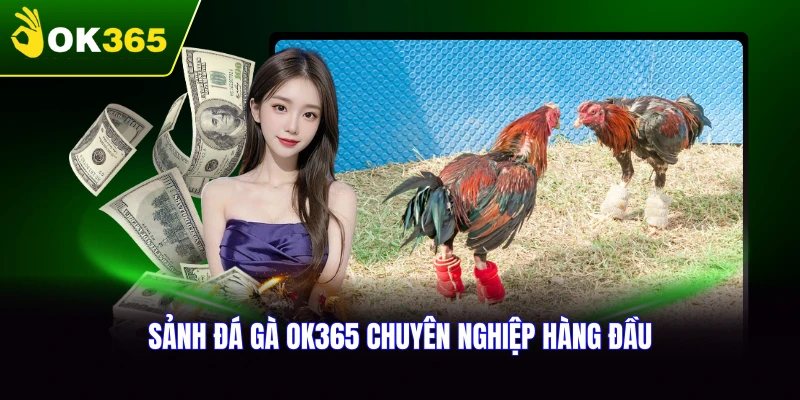 Sảnh đá gà OK365 chuyên nghiệp hàng đầu